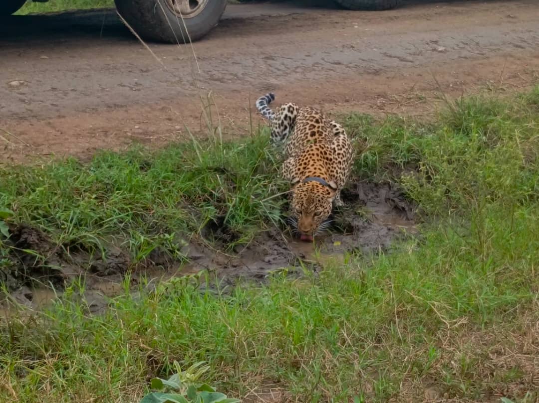 Cheetah drinking water
